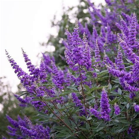 piperul calugarului|Vitex Agnus Castus si cresterea fertilitatii